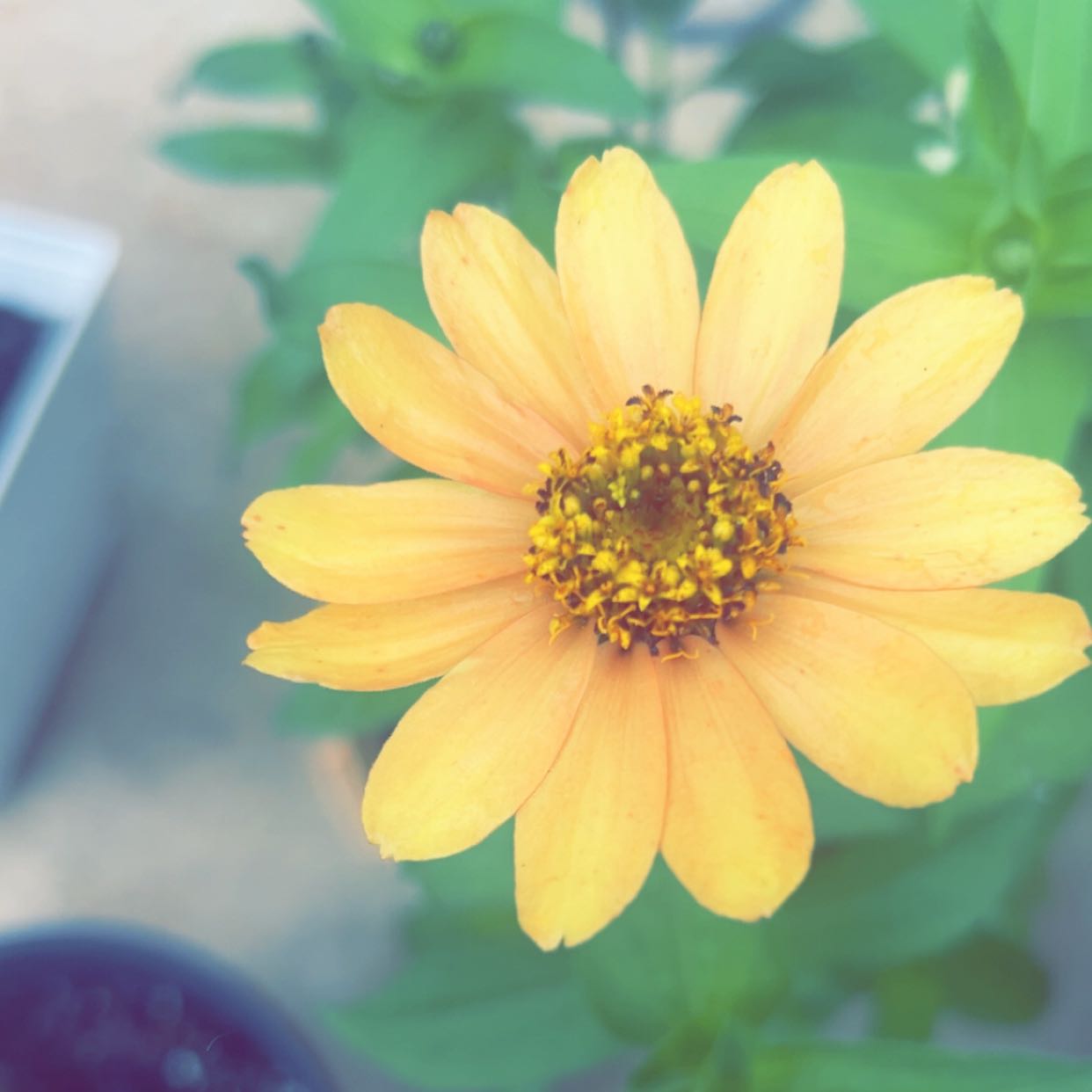 Photo of the plant species Botón De Oro by @BreezyVetiver23 named Hamilton on Greg, the plant care app