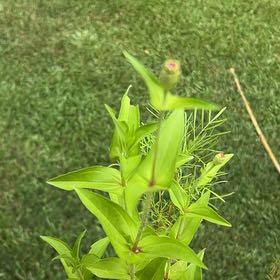 Photo of the plant species Flame Lily by @BreezyVetiver23 named Mollie on Greg, the plant care app