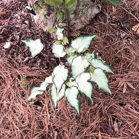 Photo of the plant species Heart Leaf by @BreezyVetiver23 named Spike Leaves on Greg, the plant care app