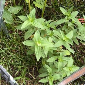 Photo of the plant species Peruvian Zinnia by @BreezyVetiver23 named Harper on Greg, the plant care app