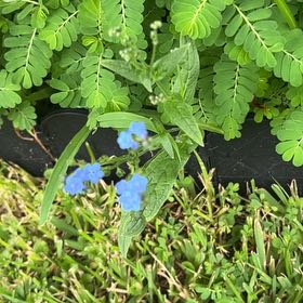 Photo of the plant species Chinese Forget-Me-Not by @BreezyVetiver23 named Terra on Greg, the plant care app