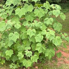 Photo of the plant species Sea Hibiscus by @BreezyVetiver23 named Fernie Mac on Greg, the plant care app