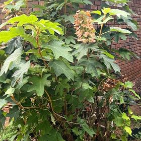Photo of the plant species Oakleaf Hydrangea by @BreezyVetiver23 named Peter Parker on Greg, the plant care app