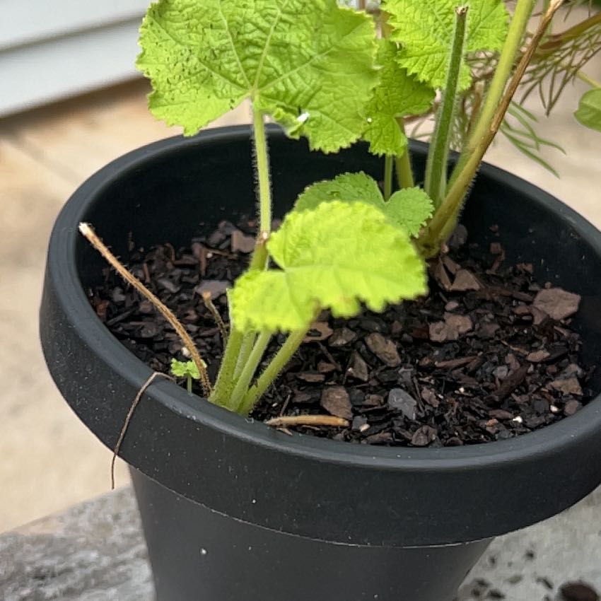 Photo of the plant species Hollyhock by @BreezyVetiver23 named Sir Plancelot on Greg, the plant care app