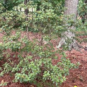 Photo of the plant species Calico Bush by @BreezyVetiver23 named Marley on Greg, the plant care app