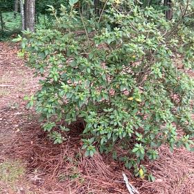 Photo of the plant species Thorny Olive by @BreezyVetiver23 named Ulysses S Plant on Greg, the plant care app