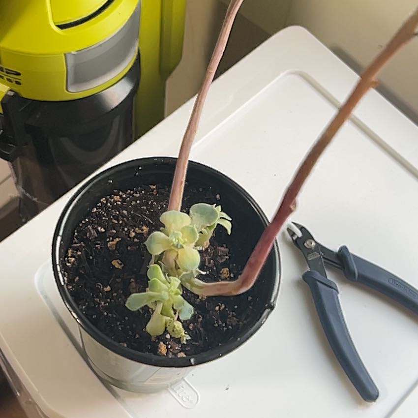Photo of the plant species Echeveria x imbricata by @MarkedlyTipa3 named Dolores on Greg, the plant care app