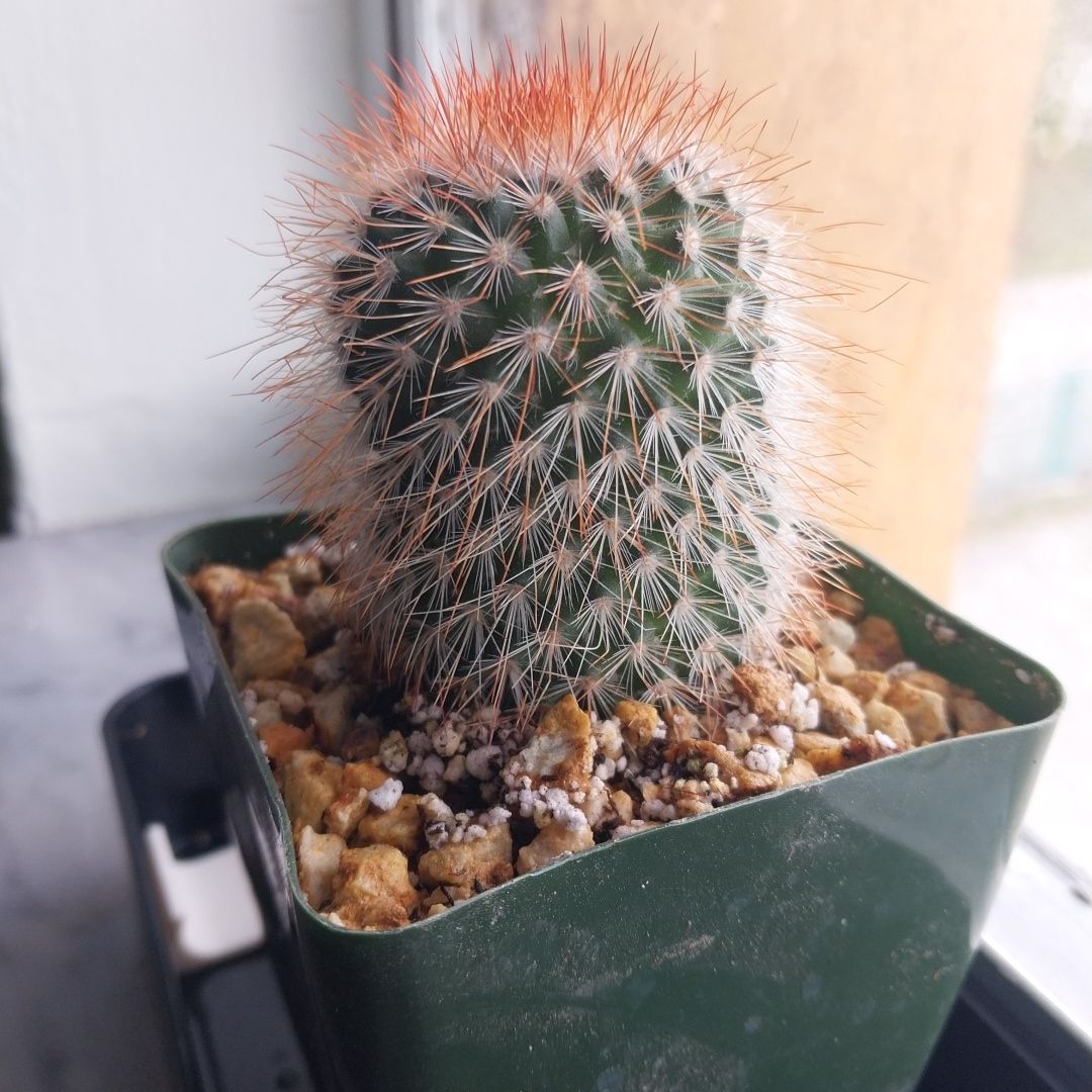 Spike Leaves