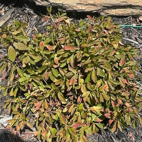 Photo of the plant species Japanese Spindle by @LithePeony68 named Rosa on Greg, the plant care app