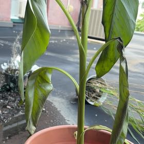 Photo of the plant species Musa Basjoo by @jonnō named Xena on Greg, the plant care app