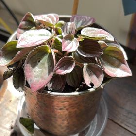 Photo of the plant species Red Luna Peperomia by @jonnō named Delilah on Greg, the plant care app