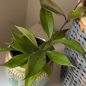 Photo of the plant species Hoya 'Sunrise' by @jonnō named Bella on Greg, the plant care app