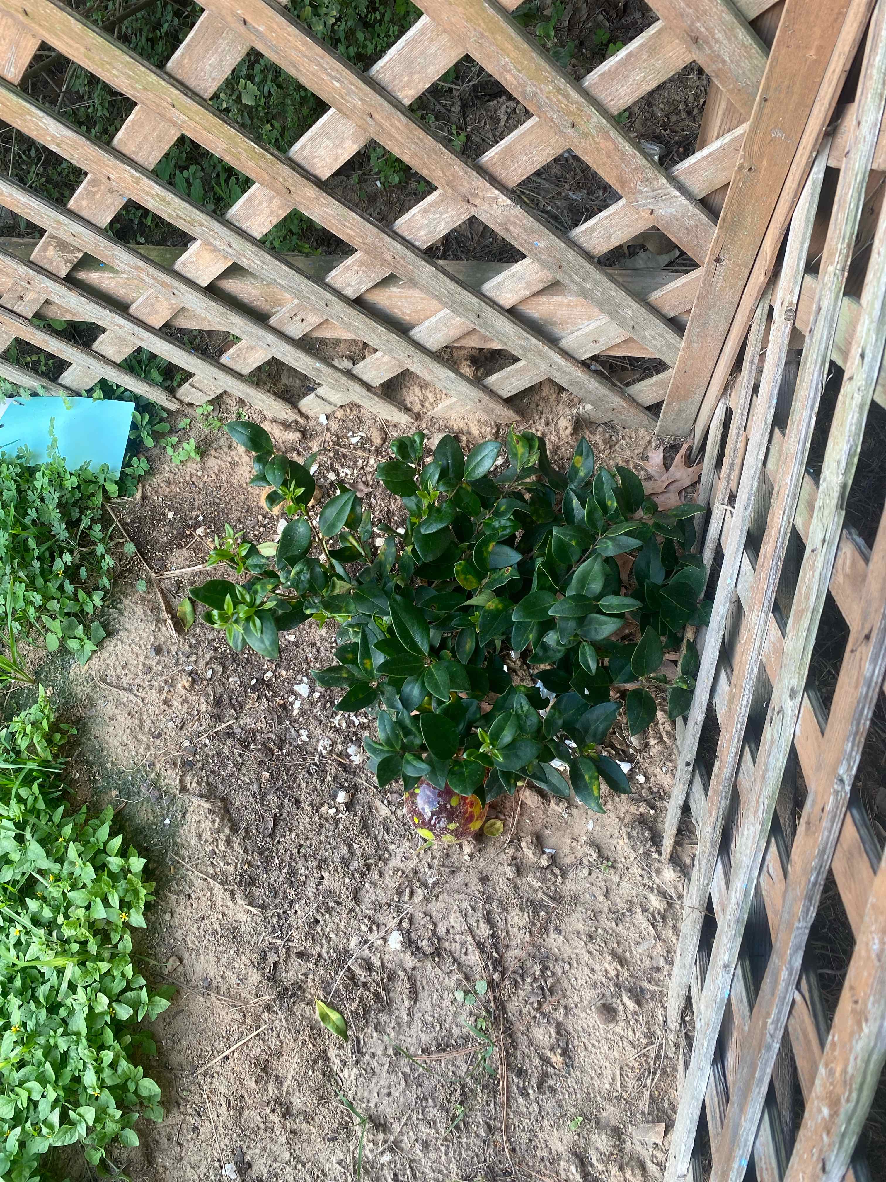 Waxleaf Privet plant in a garden with a wooden lattice structure, healthy green leaves.