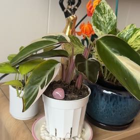 Photo of the plant species Stromanthe sanguinea 'Tricolor' by @Priyavenus1 named Denali on Greg, the plant care app