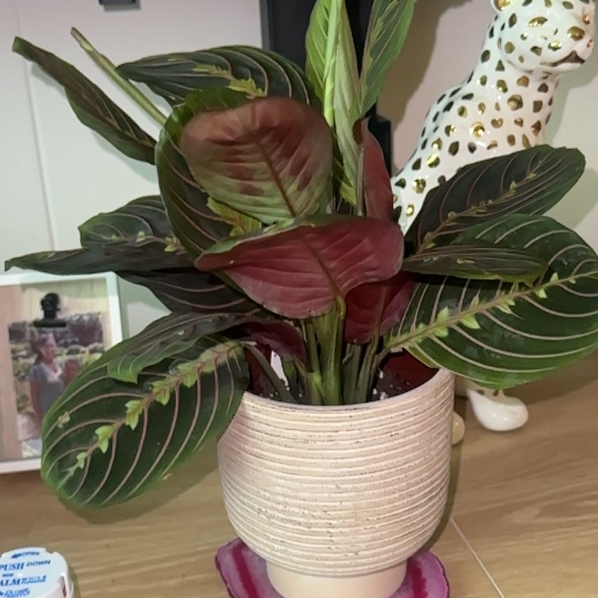 Photo of the plant species Red prayer plant by @Priyavenus1 named Sahara on Greg, the plant care app