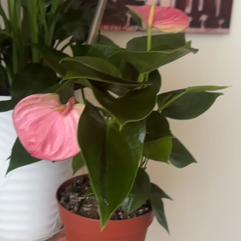 Photo of the plant species Anthurium 'Sweet Dream' by @Priyavenus1 named Selene on Greg, the plant care app