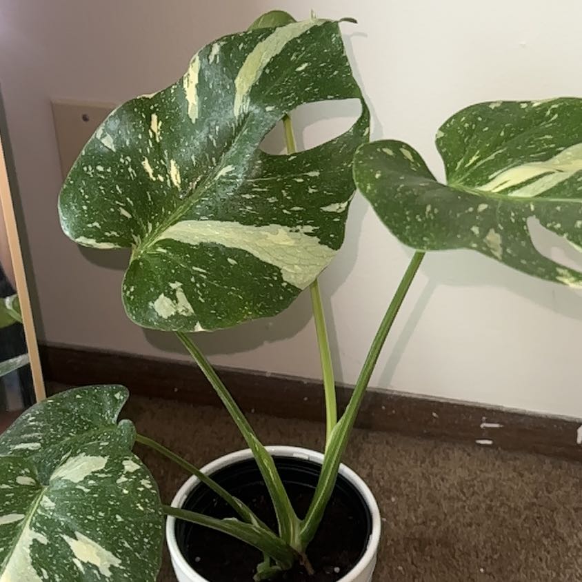 Photo of the plant species monstera Thai Con by @Priyavenus1 named Starr on Greg, the plant care app