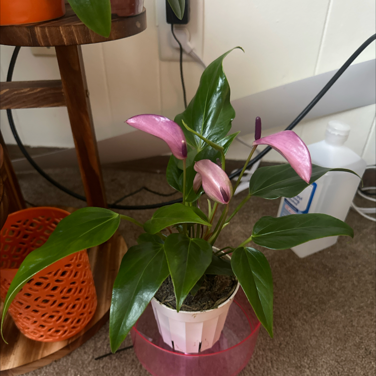 Photo of the plant species Anthurium Purple by @Priyavenus1 named Rosa on Greg, the plant care app
