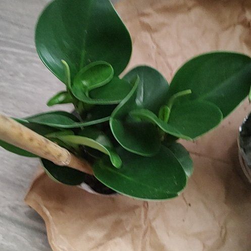 Photo of the plant species Natal Plum by @NewPetunia6 named Plato on Greg, the plant care app
