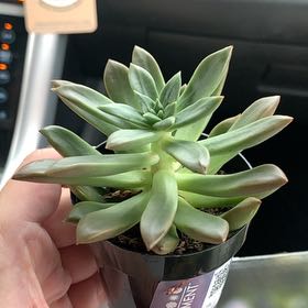 Photo of the plant species Graptoveria 'April Dawn' by @TopdogSoursop32 named Lebron on Greg, the plant care app