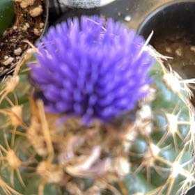 Photo of the plant species Cardoon by @KeyDidelta10 named Sol on Greg, the plant care app