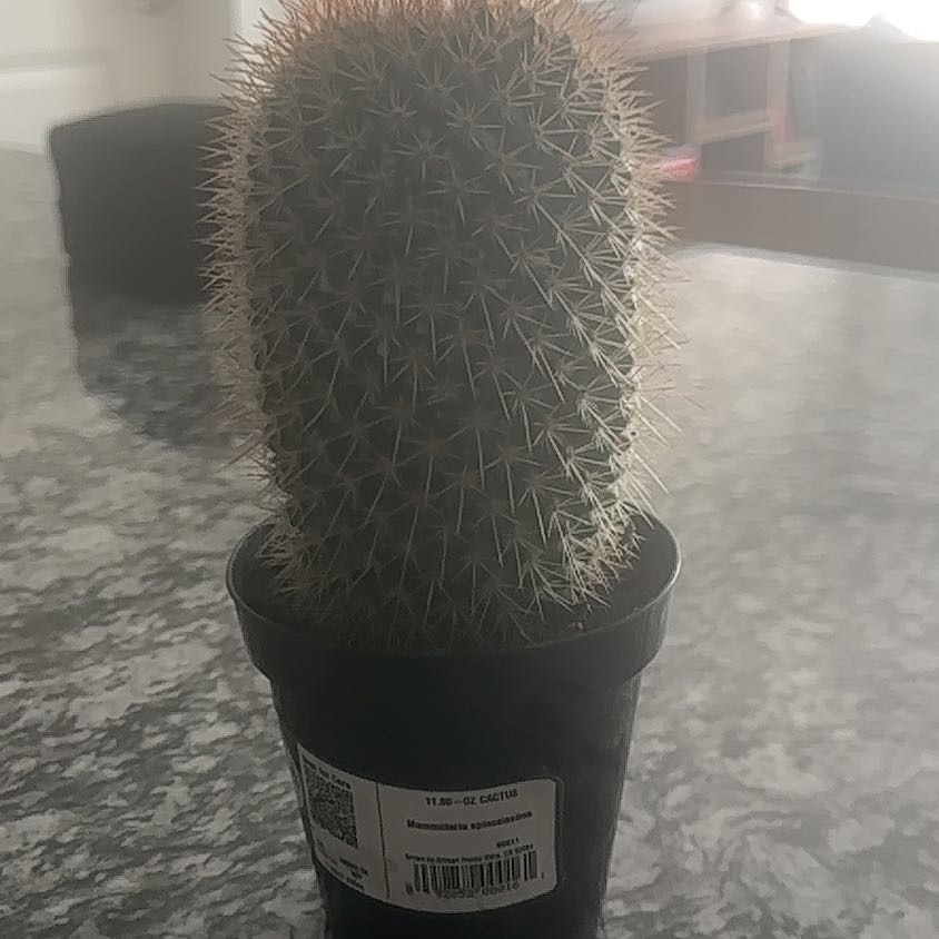 Photo of the plant species Mammillaria spinosissma f. rubrispina by @TrueThemiller29 named Duke on Greg, the plant care app
