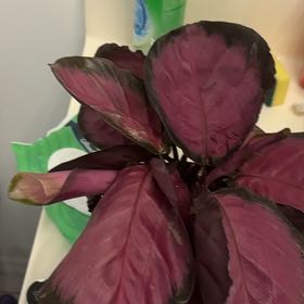 Photo of the plant species Calathea Purple Rose by @SirSeaofpink71 named Spike Leaves on Greg, the plant care app