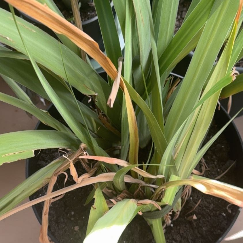 Photo of the plant species Mountain Flax by @IconFern38 named Gobi on Greg, the plant care app