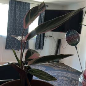 Photo of the plant species Stromanthe sanguinea 'Tricolor' by @PurelyAnacua77 named Daphne on Greg, the plant care app