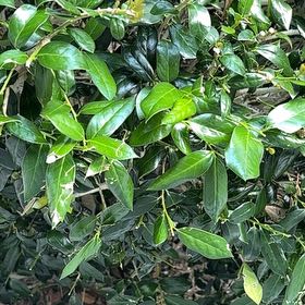 Photo of the plant species Chinese Holly by @MarvelBegonia17 named Kesha on Greg, the plant care app