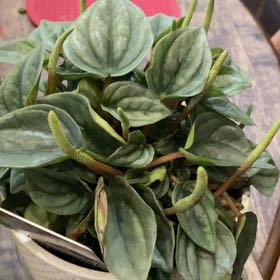 Photo of the plant species Peperomia 'Napoli Nights' by @ModernTaraire65 named Bruce Lee on Greg, the plant care app
