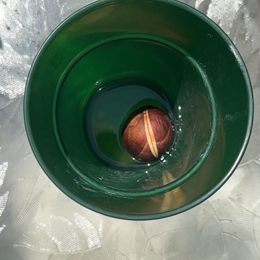 Photo of the plant species Avacado Tree by @Dukeage47 named Norbit on Greg, the plant care app