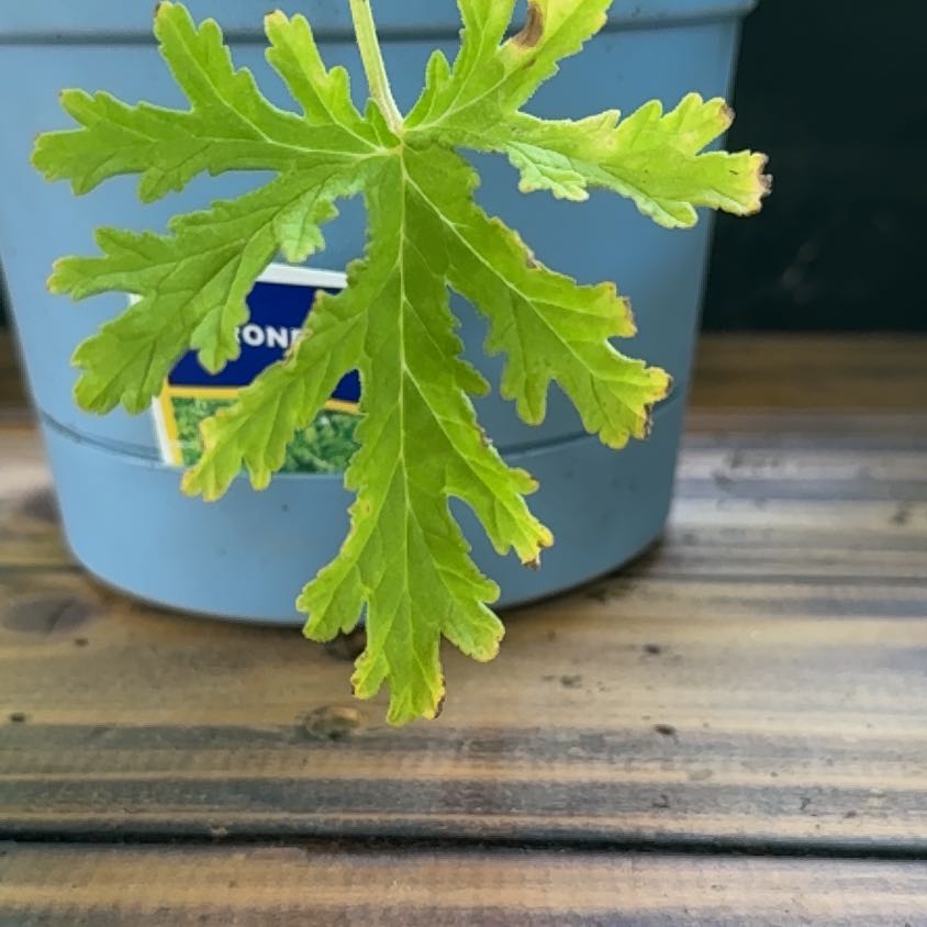Photo of the plant species Citronella (anti-mosquito plant) by @Dukeage47 named Bruce Lee on Greg, the plant care app