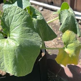 Photo of the plant species Summer Squash by @AdmiredRedash77 named Gaga on Greg, the plant care app