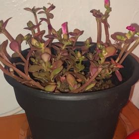 Photo of the plant species succulent by @SlinkyTaro55 named duck on Greg, the plant care app