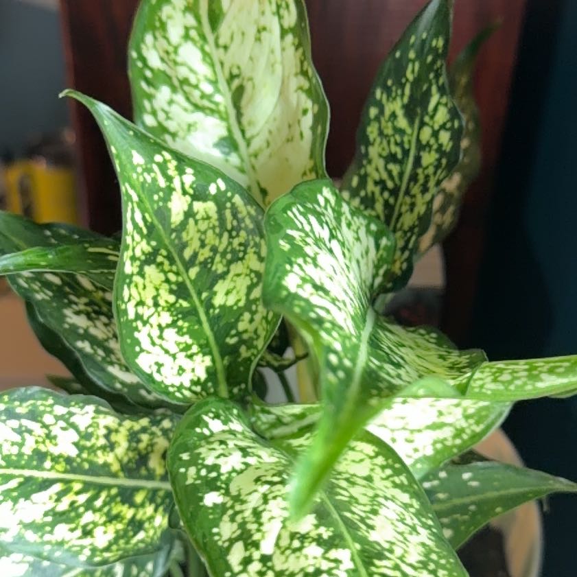 Photo of the plant species Aglaonema 'Spring Snow' by @ExecRedhill72 named Prince on Greg, the plant care app