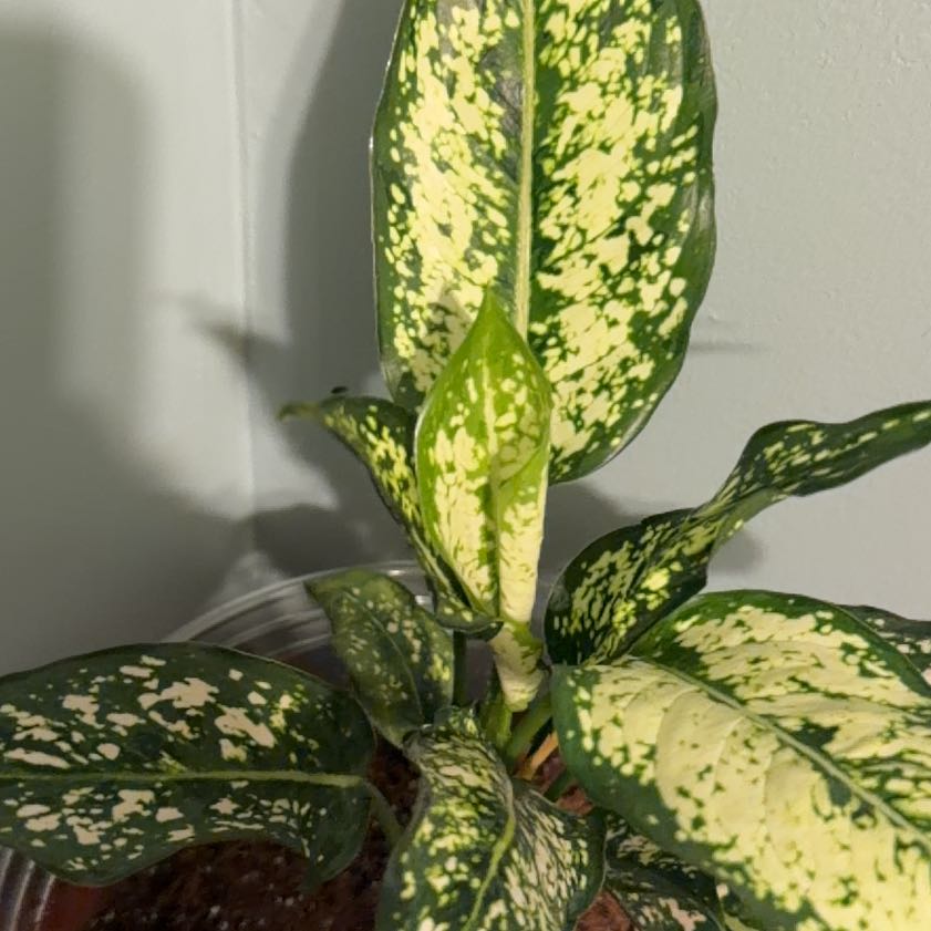 Photo of the plant species Aglaonema 'Spring Snow' by @ExecRedhill72 named Athena on Greg, the plant care app