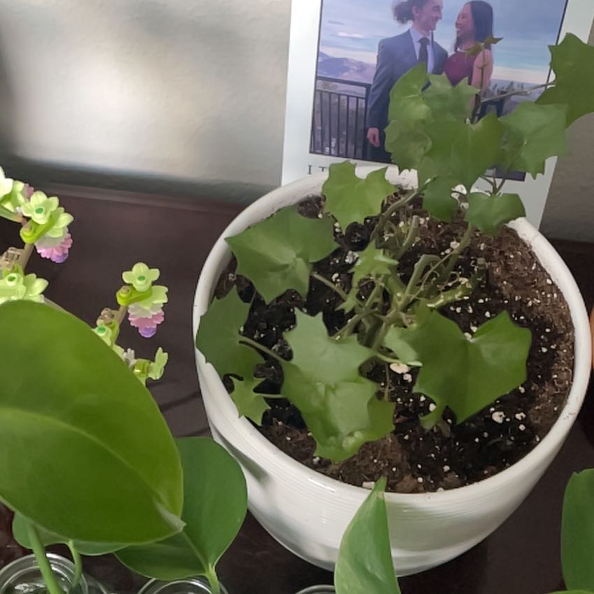 Photo of the plant species Cape Ivy by @LordDigitfern71 named Girlfrond on Greg, the plant care app