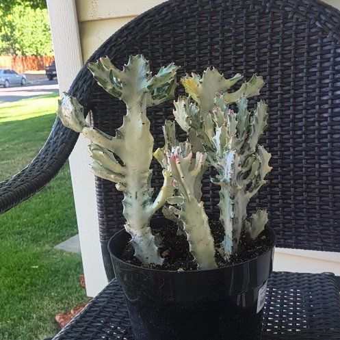 Photo of the plant species White Ghost Cactus by @KeySaltcedar72 named Queen on Greg, the plant care app