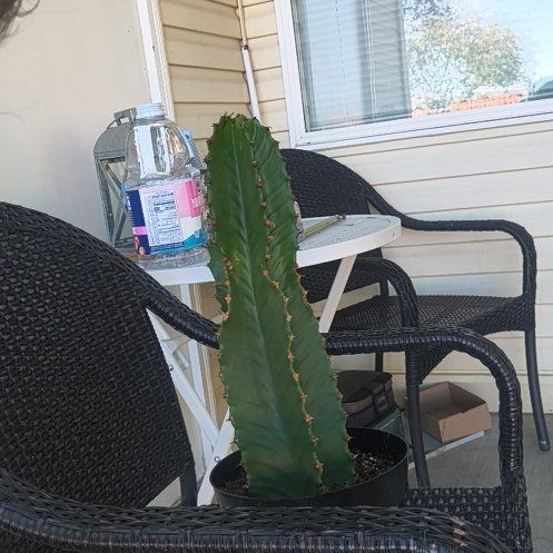 Photo of the plant species Desert Candle Cactus by @KeySaltcedar72 named Figyonce on Greg, the plant care app