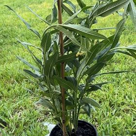 Photo of the plant species Scarlet Milkweed by @SacredElkweed94 named Leaf Erickson on Greg, the plant care app