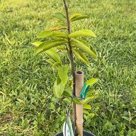 Photo of the plant species Soursop by @SacredElkweed94 named Kylie on Greg, the plant care app