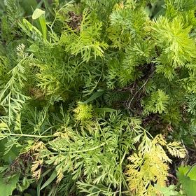 Photo of the plant species Wild Carrot by @SacredElkweed94 named Maya on Greg, the plant care app