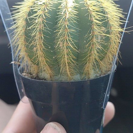 Photo of the plant species Notocactus warasii by @PetBasil86 named Prince Greg on Greg, the plant care app