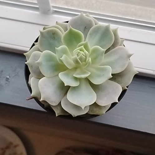 Photo of the plant species Echeveria Hybrid by @LustrousSedum34 named Terra on Greg, the plant care app