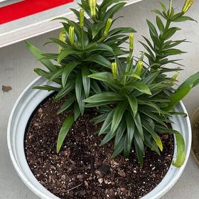 Photo of the plant species Easter Lily by @TotalMikimiki33 named Achilles on Greg, the plant care app