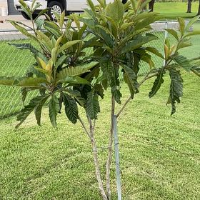 Photo of the plant species Japanese Medlar by @TotalMikimiki33 named Darwin on Greg, the plant care app