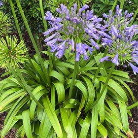 Photo of the plant species Blue Lily by @TotalMikimiki33 named Duke on Greg, the plant care app