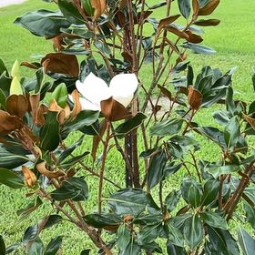 Photo of the plant species Southern Magnolia by @TotalMikimiki33 named Rainier on Greg, the plant care app