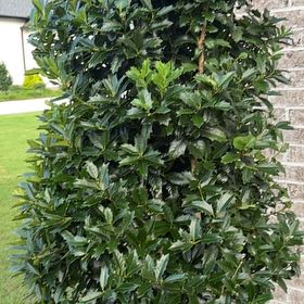 Photo of the plant species Holly Osmanthus by @TotalMikimiki33 named Sonora on Greg, the plant care app